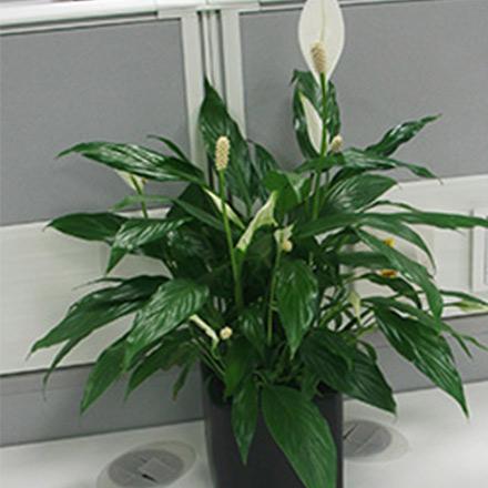 2辦公桌開花小植物一帆風(fēng)順