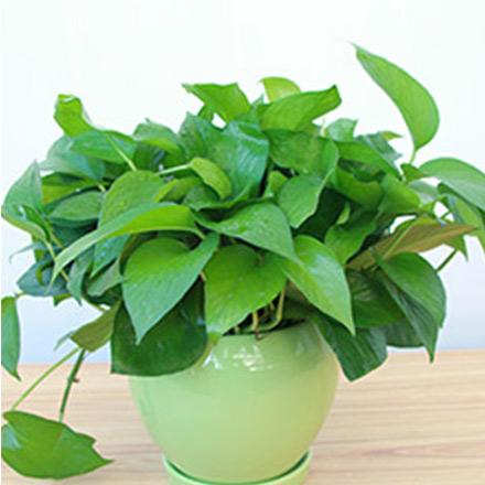 1辦公室工位常見(jiàn)植物小綠蘿