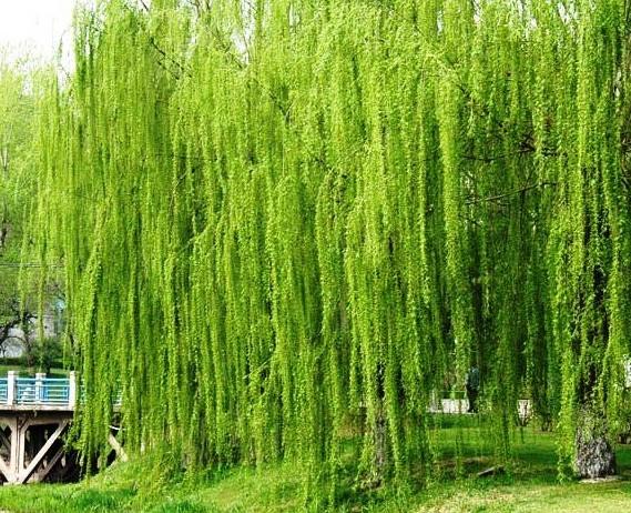 wKgGTFWWbzCAYL3lAAI_vaXgugM802