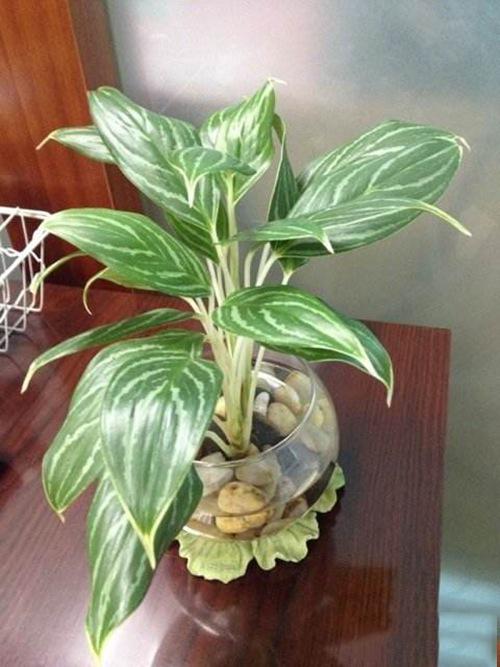 白雪公主優(yōu)點3