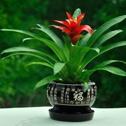 鴻運(yùn)當(dāng)頭