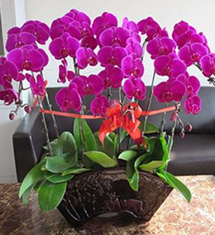 蝴蝶蘭2